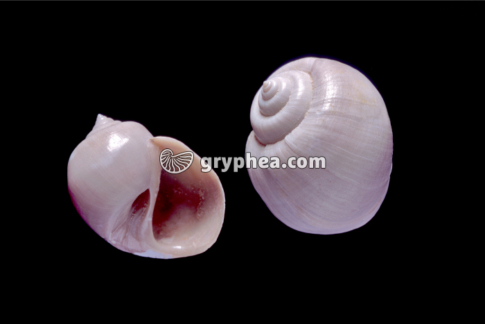 Natica sp - gryphea.com